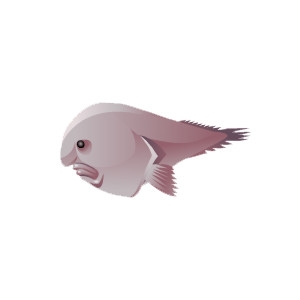 Blobfish